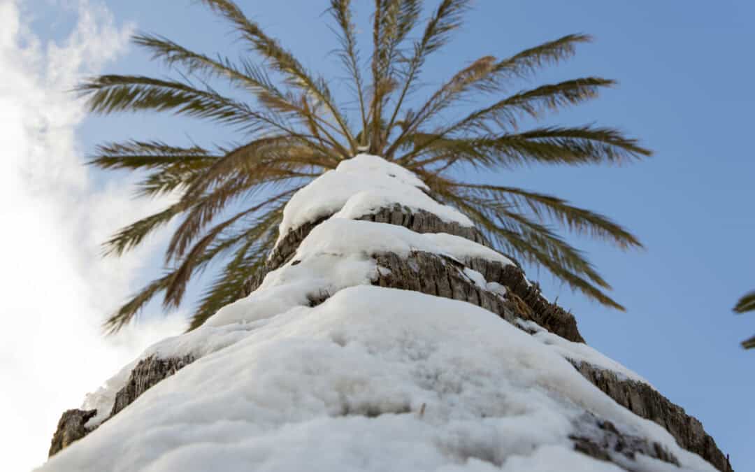 How Does Cold Temperatures Affect Palm Trees?