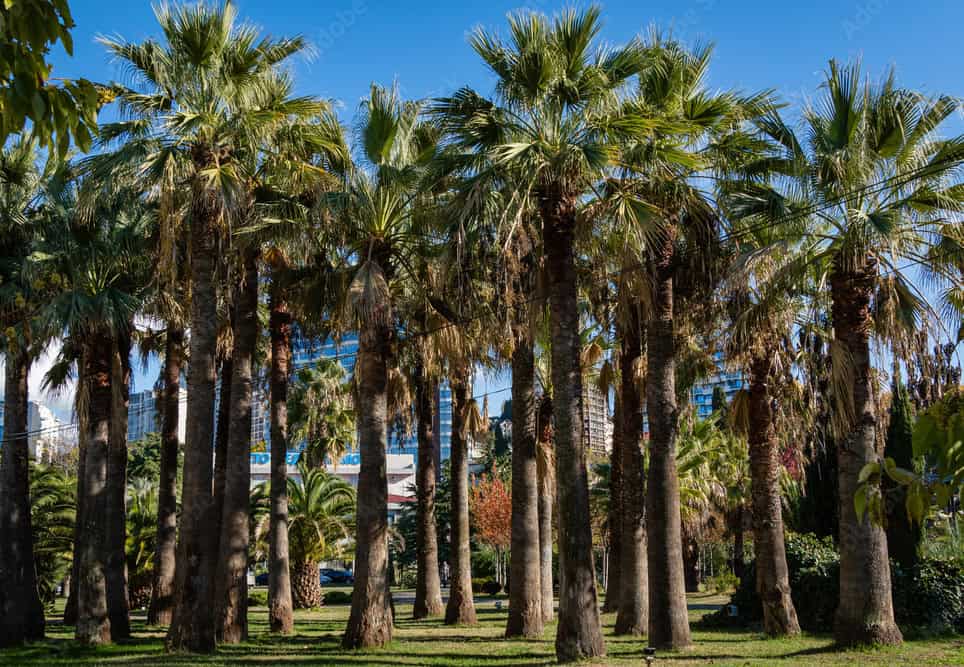 Discovering The Palm Trees of California