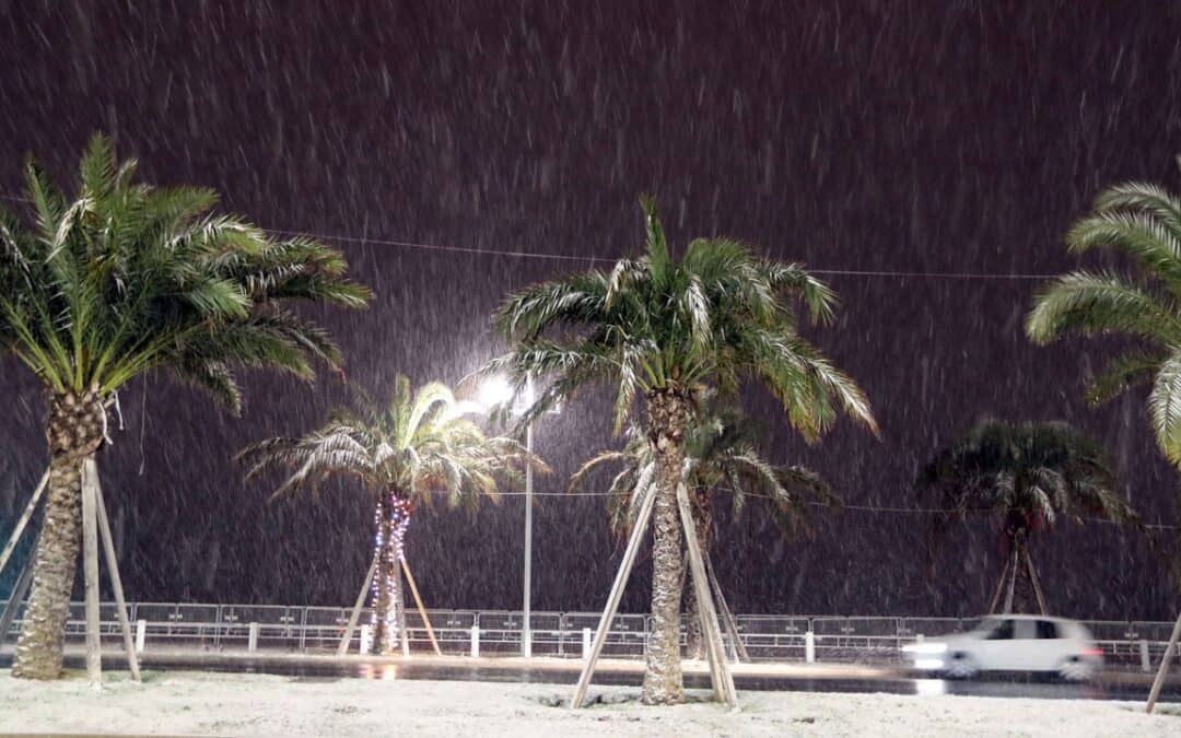 Make Sure Your Palms Are Ready for Holiday Weather